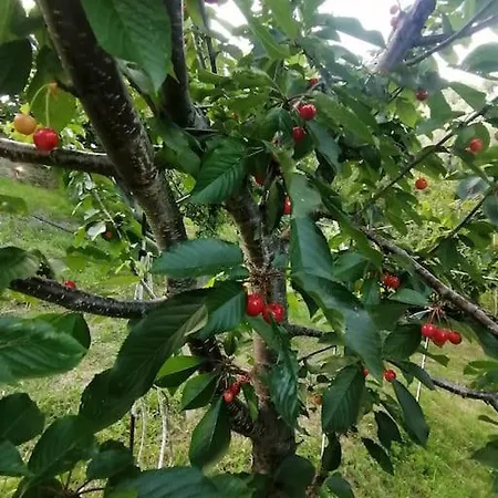 Vasilis' Kalivi * Moni Evaggelistrias