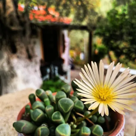 Vasilis' Kalivi Σπίτι διακοπών Moni Evaggelistrias